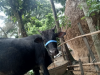 দেশি গরু
